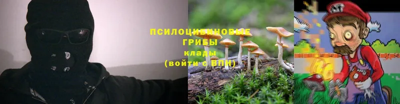 Галлюциногенные грибы Psilocybe  Балтийск 