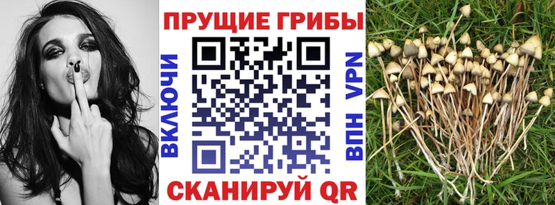 Псилоцибиновые грибы ЛСД  hydra маркетплейс  Балтийск 