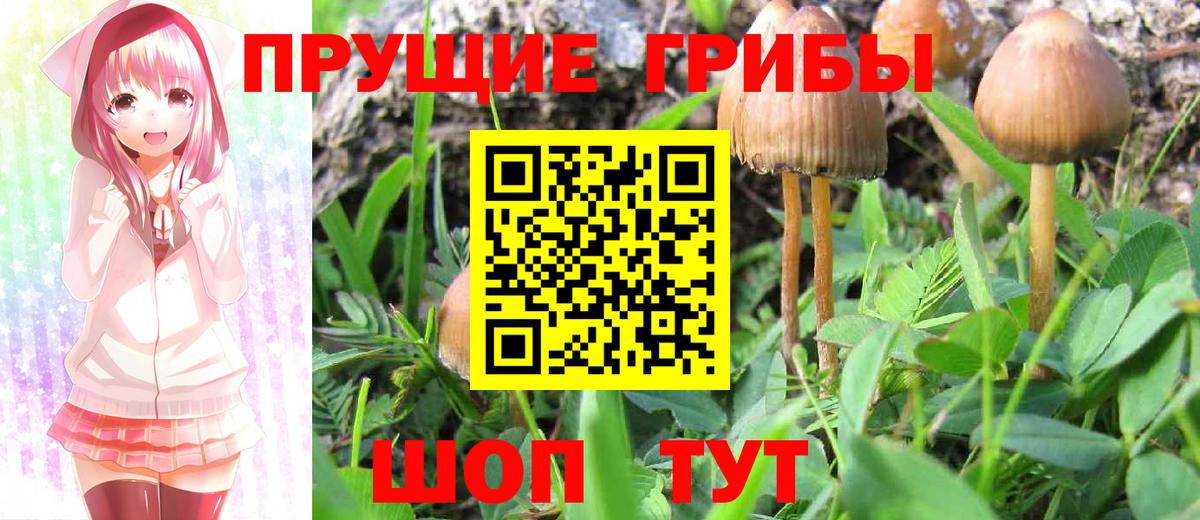  COCAIN Балтийск
