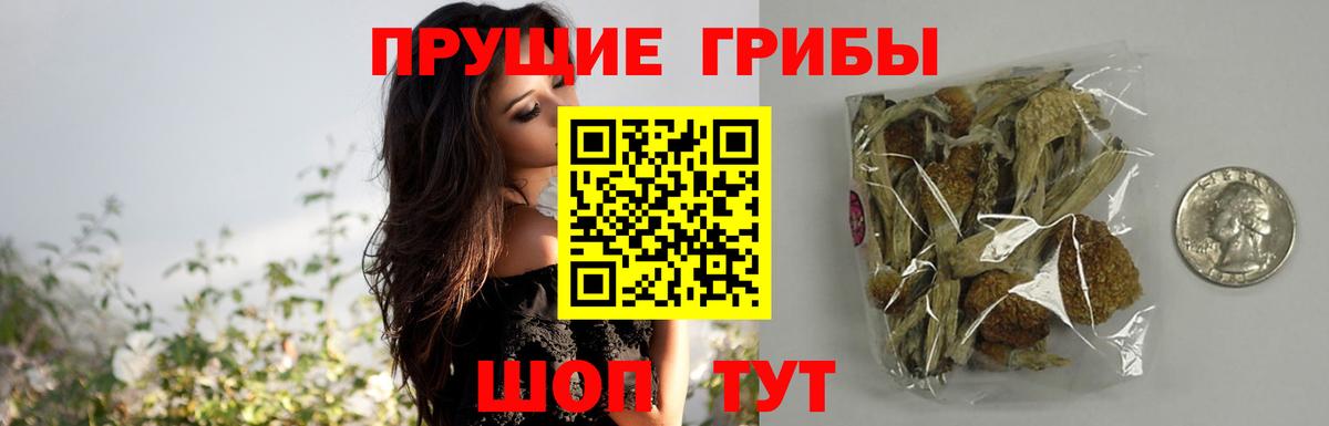 Псилоцибиновые грибы GOLDEN TEACHER Балтийск